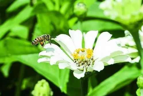 长春新晋网红打卡地！一大片免费的花海美到霸屏，错过又要等一年