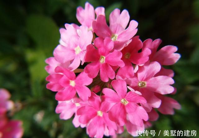 『能爆盆』喜欢养花就养盆寓意好的,养护简单开花容易,花色艳丽能爆盆