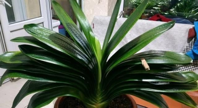  【夏季】夏季种植君子兰，这4方面养护，你做到位了吗？早知道早纠正
