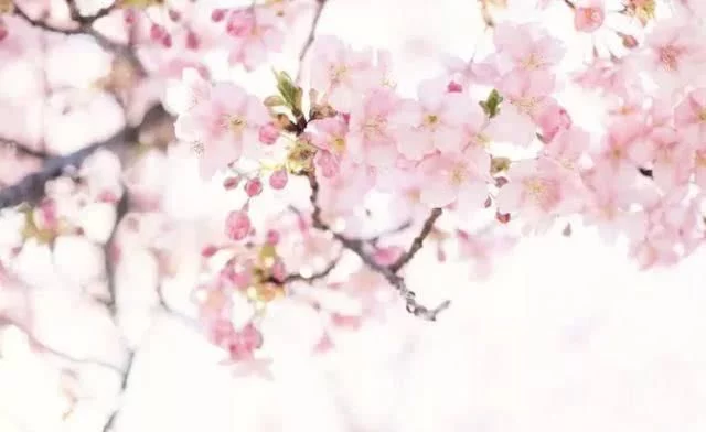 阳春三月,群芳争艳!来看西安这些“花花世界”的最佳踏春赏花指南