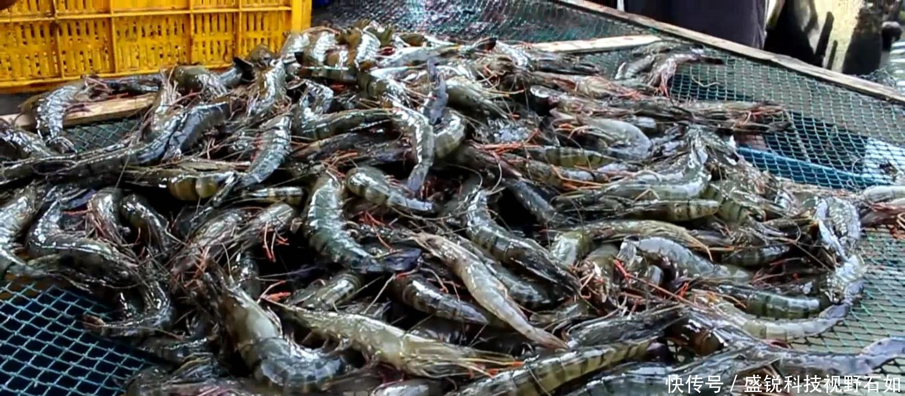 别人家的鱼塘收获 罗非鱼黑鱼不算少, 大虾长达二十厘米
