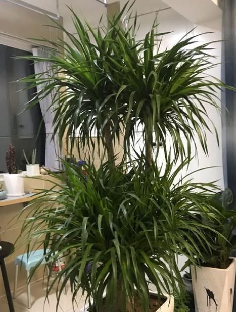  【爱好】龙血树就要“惯”着养，满足“小爱好”，10年不烂叶，茂密油绿