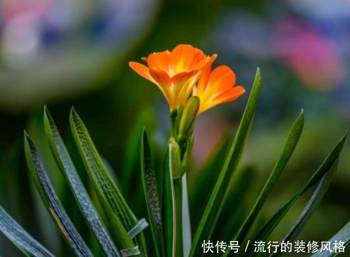 「灵性」在家多栽4种“灵性花卉”,颜值高寓意好,家里放1盆利于健康