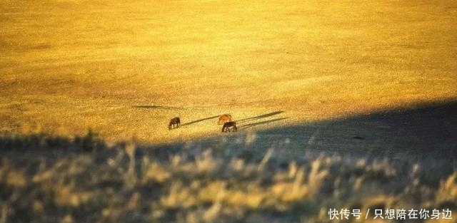 呼伦贝尔的秋天，美的太高级