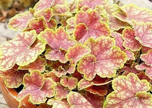  #圆滚#院子种上四款花，满墙开花，花型圆滚奇特，满院都是花海