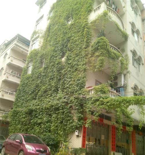  「适合」5种藤蔓植物，每一种都适合在阳台养，挂起来像瀑布一样，有气势