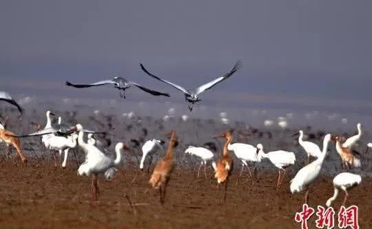  「竟是」江西的省鸟、省花、省树是什么？原来竟是它们……