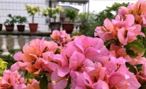  「凤仙花」适合阳台养的3种花，一年四季花开不停，你更喜欢哪一种？