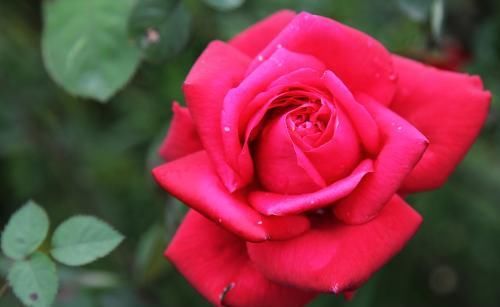  『花开超』最受欢迎的“3种花”，花期超长，花开超漂亮