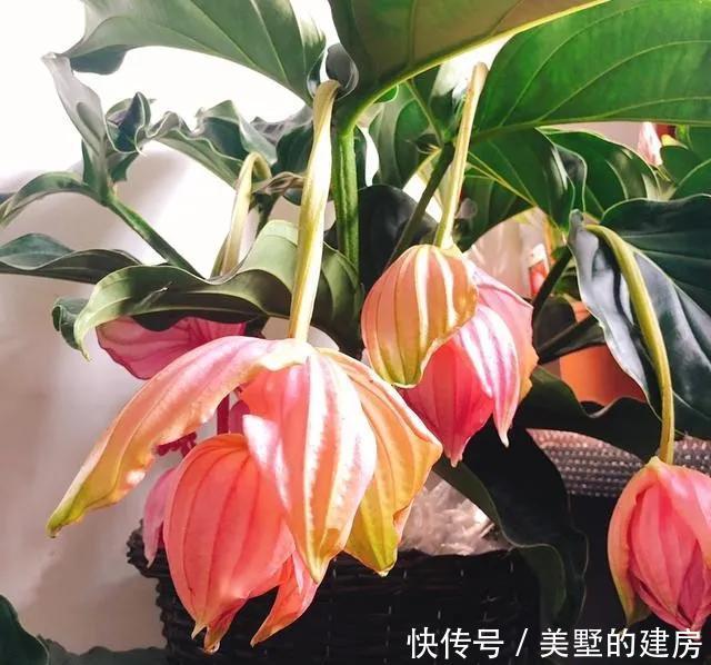 气质|2种人间富贵花，每一种都气质满满，摆在客厅特上档次