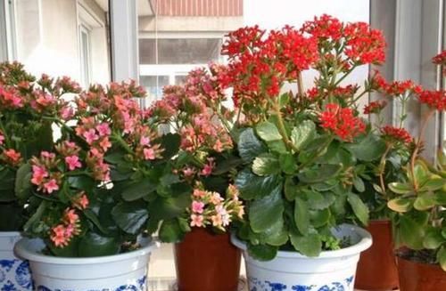  『适合』3种植物花期贼长，最适合室内盆栽赏花，好看好养好爆盆