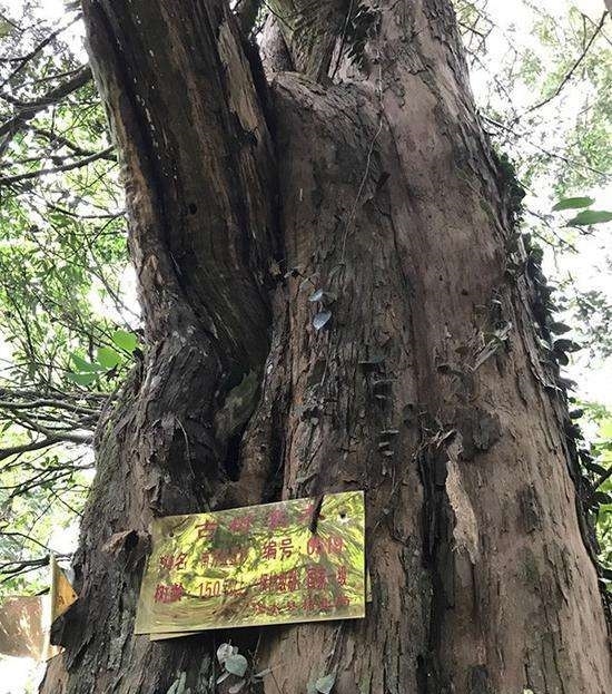 一个家族16代人守护一棵树,至今已有400年,每年收入近百万