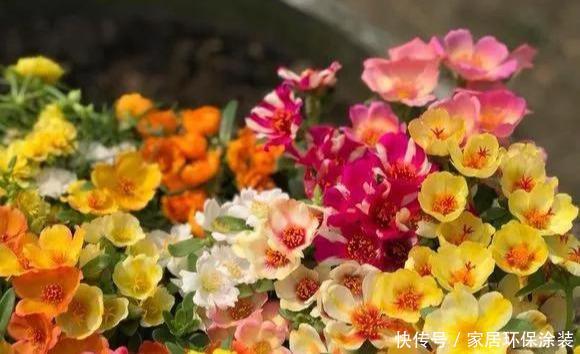 #品种#太阳花竟也有这么多品种,开成花海,也能成为惊世美景