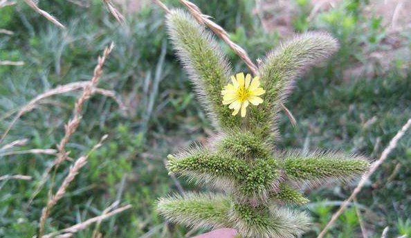  【药草】农村常见的“狗尾草”，危害农田，农民见到就拔，竟还