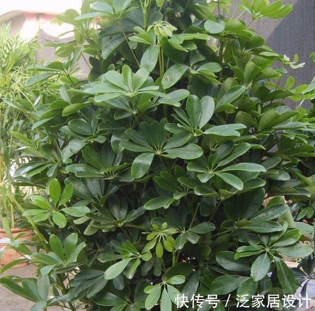  『家里』3种花专治二手烟，养家里两盆，吸废气净空气，对老人孩子好