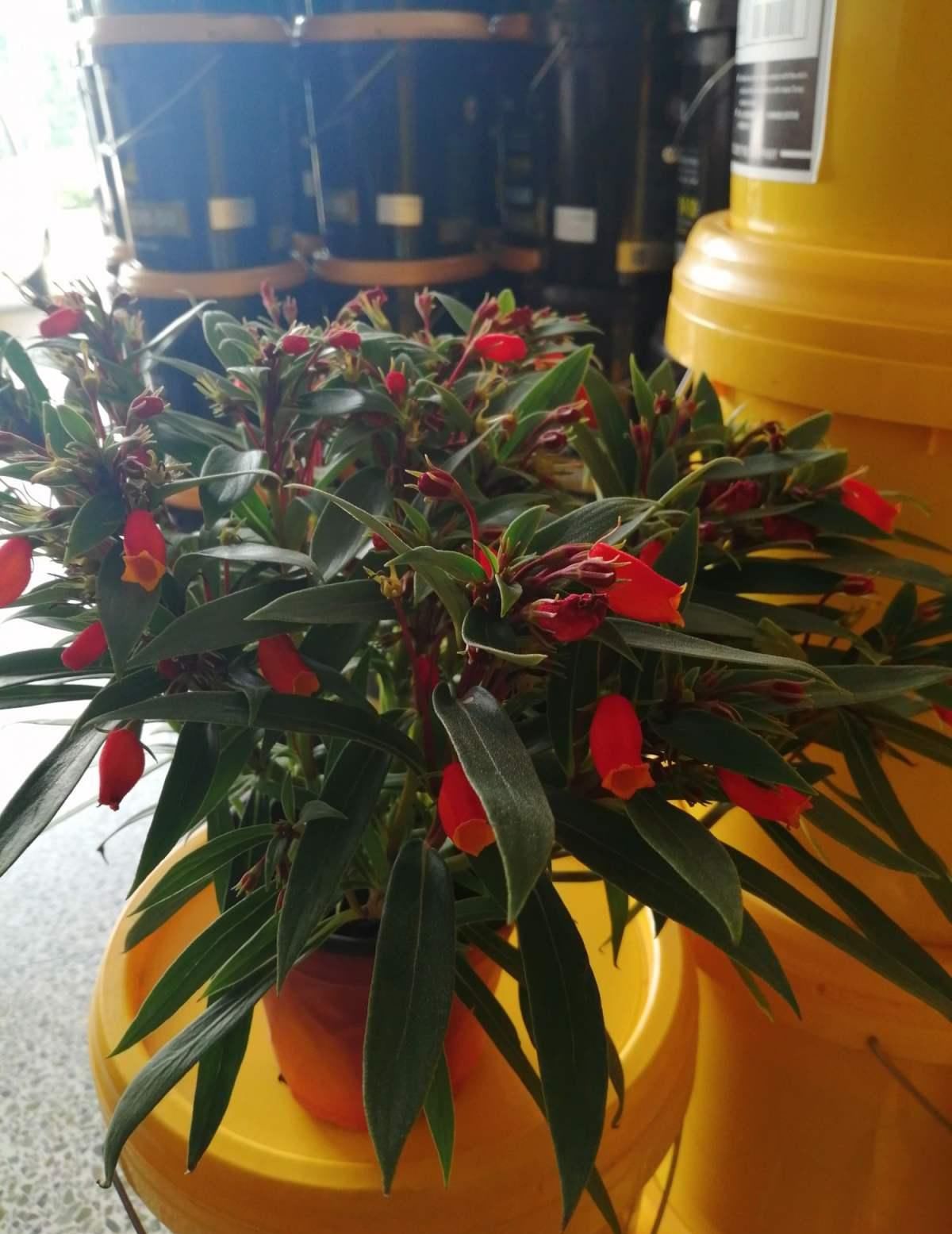  精致■这花是大岩桐的“亲戚”，但模样却大不相同，开花太精致了！