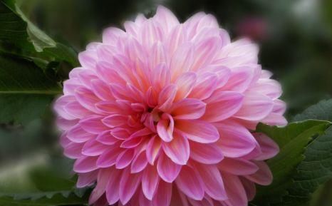  #迷人#居家养这四款花，花量大花期长，一盆开花四季，花朵美艳迷人