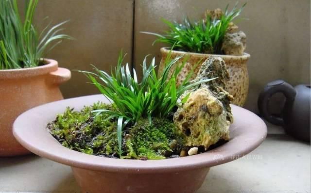  『比花』这几种受欢迎的耐阴花，一养就上瘾，叶子比花美！