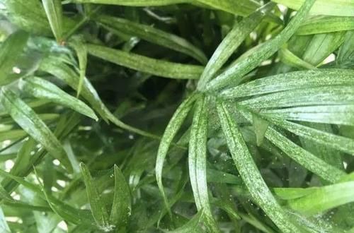  【清除】家里的盆栽植物也会感染红蜘蛛，要用什么方法来清除？