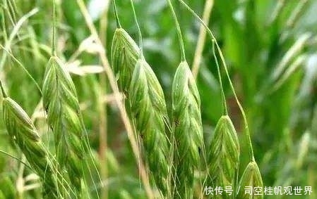  种子：农民视它为“害草”，过去见到就拔，殊不知种子很珍贵，1