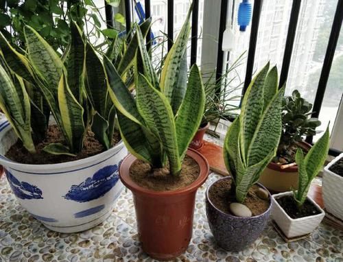 吸毒草@3种花,是吸二手烟的“小能手”,客厅、卧室放2盆,空气变好!