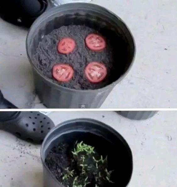  放进■我在路上捡起一座松塔，不小心把它放进了花盆里。太神奇了
