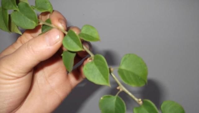  「开花真」不会养花？这3种花，一个枝丢盆里就活，开花一大盆，一年开3季