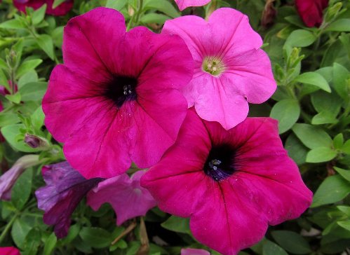  『家里』家里阳台养上这些花朵，漂亮又美丽，主要是比香水还香