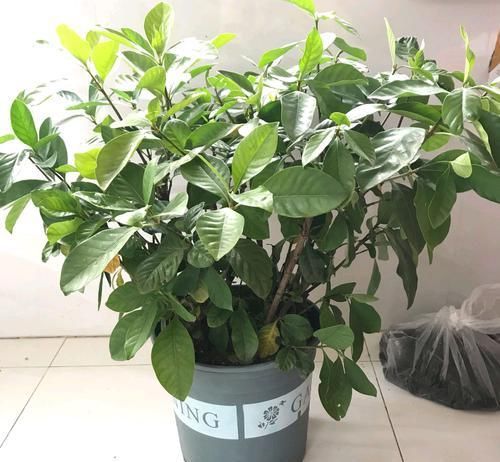  【栀子花】栀子花叶片总是无光泽，还不发新芽，脱盆以后见真章，祸端在此