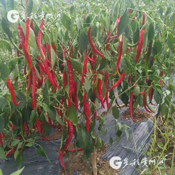 沿河洪渡镇皂角村:一个深度贫困村的变迁