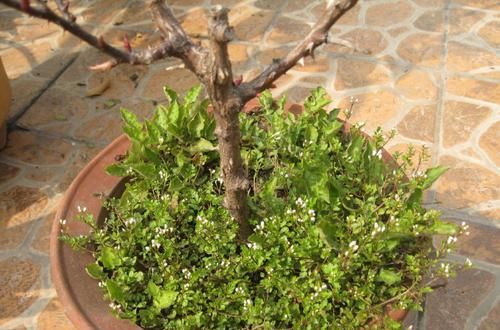  『杂草』花盆里的“杂草”快拔掉！难怪花卉生长不旺盛