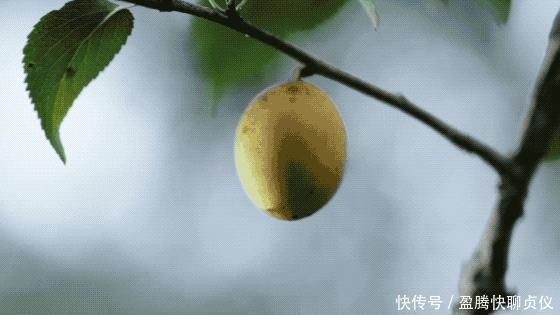 这部纪录片央视发力了,每一帧都可以当壁纸,BBC也无法超越