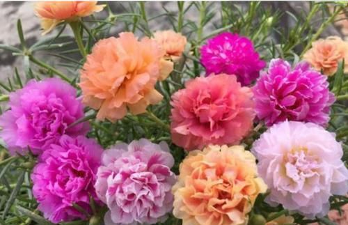  『一大』“3种花”最受欢迎，1片叶子，就能养出一大盆，1个月就爆盆！