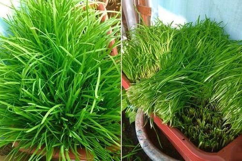  「越养越」阳台种韭菜，越养越细？赶快用上这几招，根根壮，像小葱一样