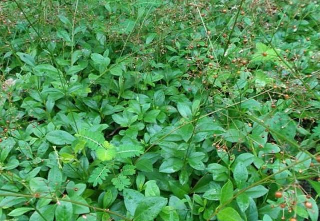 农村这种野草被称“土人参”，根部非常珍贵，你有没有见过