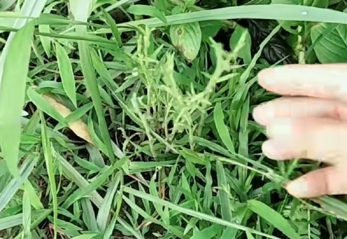 在农村一种不起眼的野草，现在却卖2000块钱一斤，还不好找