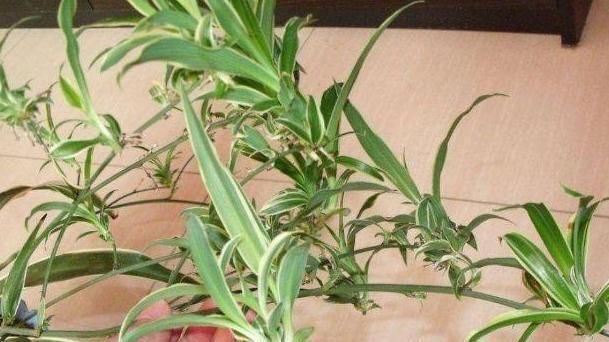 利于吊兰:如何给吊兰盆栽补水?2点做到位,植株生长得旺盛、枝繁叶茂