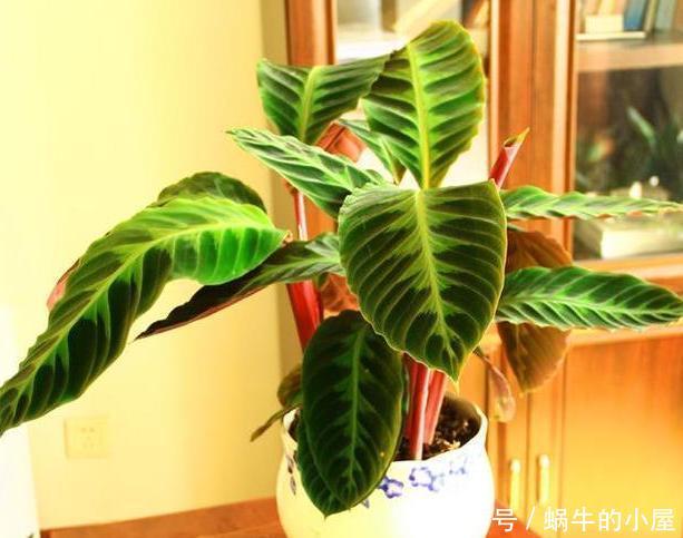  【寓意】春天养花添新株，当盆栽4种花卉，寓意好、株型美又好养活