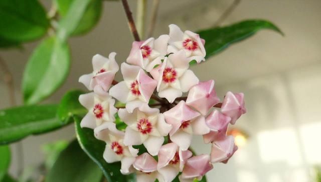  「蓝雪花」你的阳台离小花园差这3种花，种上后，给你带来不一样的生活感受