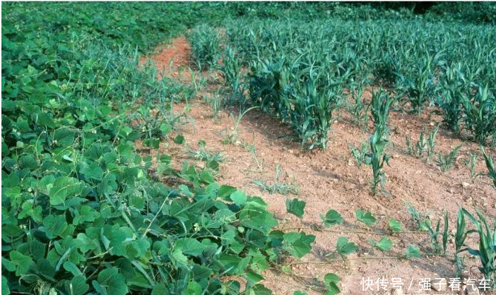 一种“藤子”长达20米农民见了就头晕,现在却40元一筐