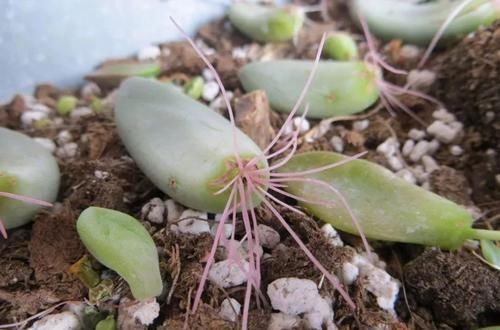  铺土：这些叶子肥厚的多肉植物可以直接扦插繁殖，叶片铺土面上就行了