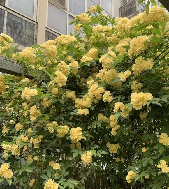  『桂花』1种花太好养,扔土里就能活,比桂花还香!