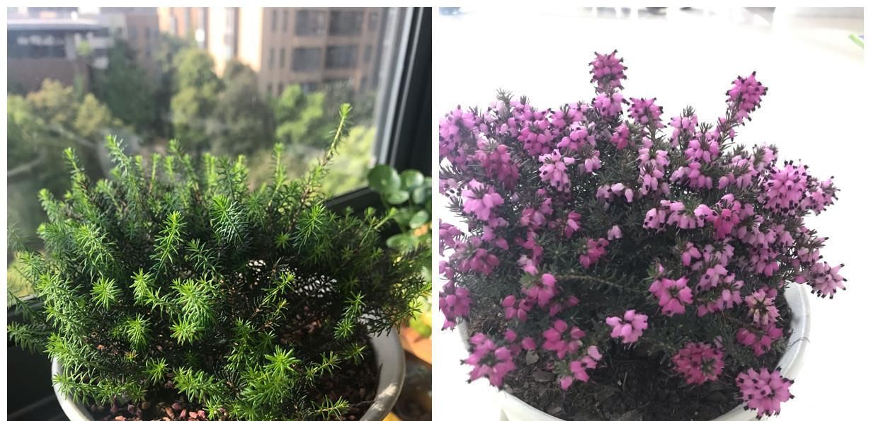  『冬天』最耐寒的观赏花卉，东北也能种，花色美丽花期长，冬季养花选它！