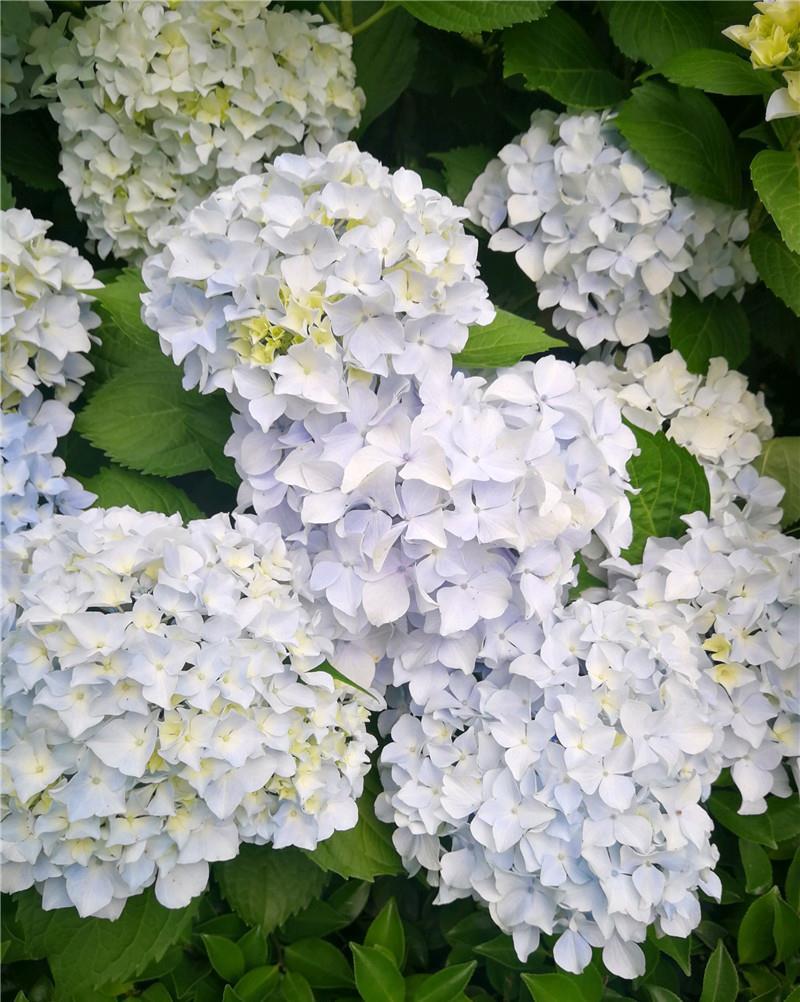 家里的绣球:8年绣球花,身高1米6,年年“剃头”花更爆,养成“镇宅花”!