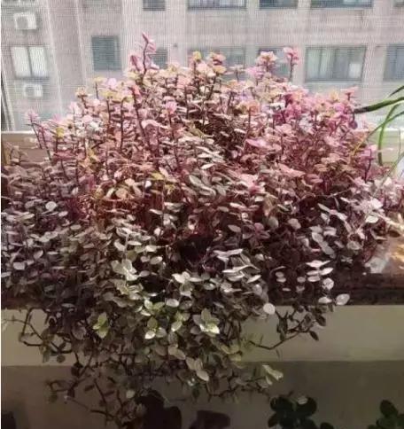  『越养越』比绿萝还好看还好养的花，掐个枝3天就生根，越养越上瘾！