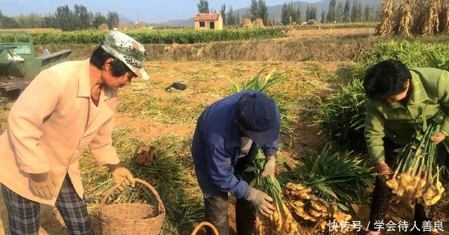 1亩产9000斤，农民种植它，2亩地丰收18000斤