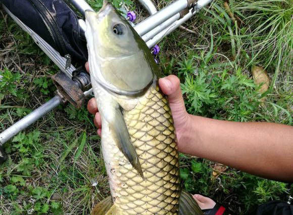  「钓到」水库野钓要有耐心，一个钓点守上几天的话，总会有好收获的！