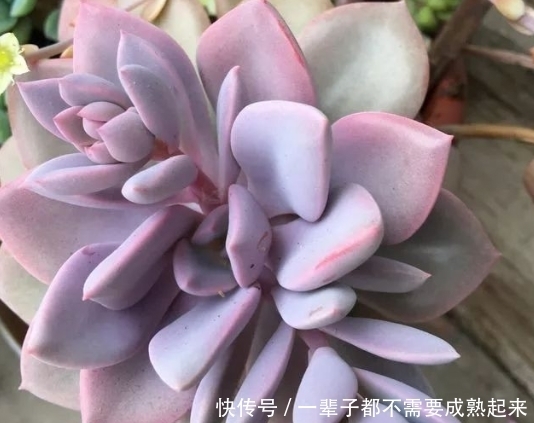  ＂refer＂:＂＂怎样种植多肉才是最饱满的？教你一招让你快速栽培！