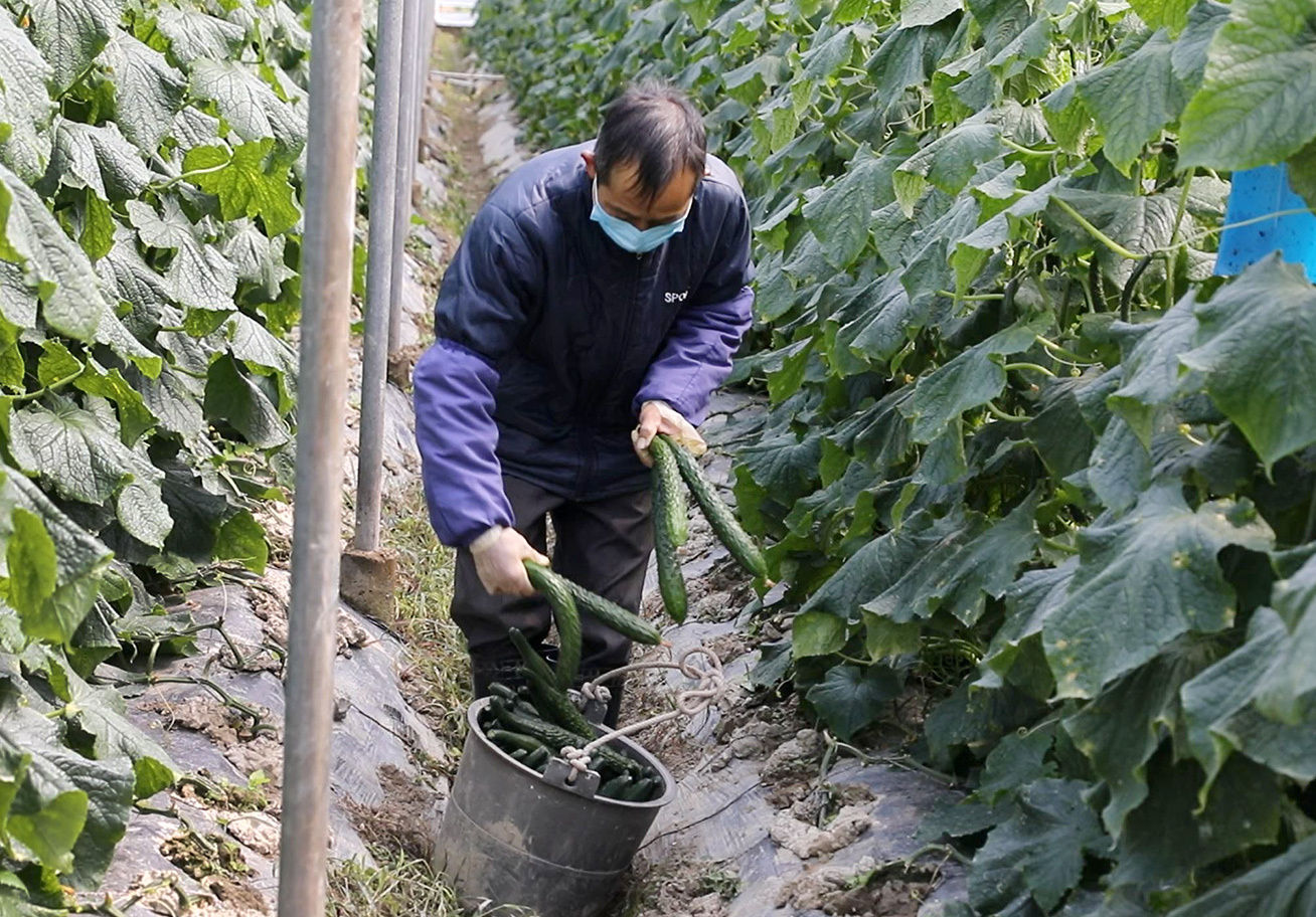  争分夺秒@广东疫线报告|疫情下的“菜篮子”：一场争分夺秒的全