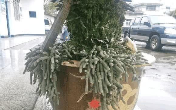  『根枝』这花长得像毛毛虫，掐根枝就活，1个月爆满大缸！